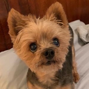 Meet your Posher, Betsy